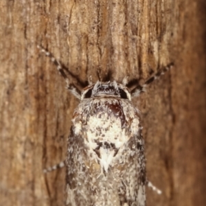 Oecophoridae (family) at Melba, ACT - 19 Feb 2021