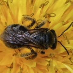 Lasioglossum (Chilalictus) sp. (genus & subgenus) (Halictid bee) at Dunlop, ACT - 19 Feb 2021 by kasiaaus