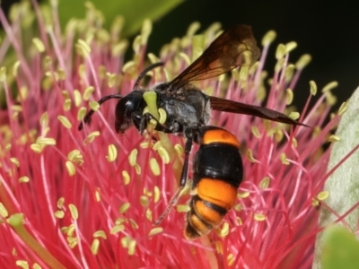 Hyleoides concinna (Wasp-mimic bee) at Dunlop, ACT - 19 Feb 2021 by kasiaaus