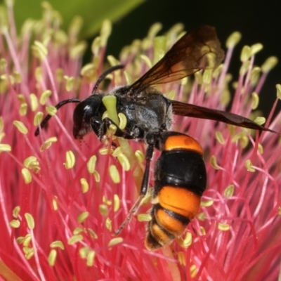 Hyleoides concinna (Wasp-mimic bee) at Dunlop, ACT - 19 Feb 2021 by kasiaaus