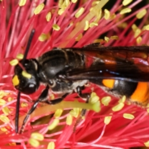 Hyleoides concinna at Dunlop, ACT - 19 Feb 2021