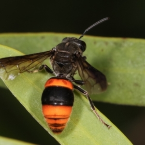 Hyleoides concinna at Dunlop, ACT - 19 Feb 2021