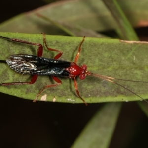 Lissopimpla excelsa at Dunlop, ACT - 19 Feb 2021