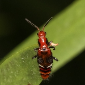 Carphurus sp. (genus) at Dunlop, ACT - 19 Feb 2021