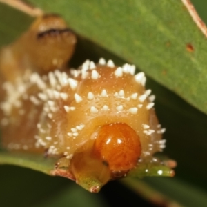 Pergidae sp. (family) at Dunlop, ACT - 19 Feb 2021