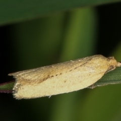 Tortricinae (subfamily) (A tortrix moth) at Dunlop, ACT - 19 Feb 2021 by kasiaaus