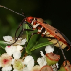 Dysdercus sidae (Pale Cotton Stainer) at Dunlop, ACT - 19 Feb 2021 by kasiaaus