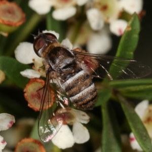 Villa sp. (genus) at Dunlop, ACT - 19 Feb 2021