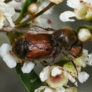 Automolius sp. (genus) at Dunlop, ACT - 19 Feb 2021