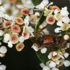 Automolius sp. (genus) at Dunlop, ACT - 19 Feb 2021