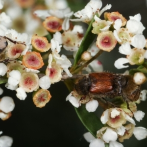 Automolius sp. (genus) at Dunlop, ACT - 19 Feb 2021