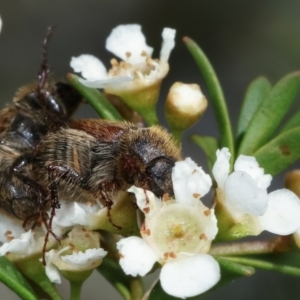 Automolius sp. (genus) at Dunlop, ACT - 19 Feb 2021