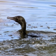 Phalacrocorax sulcirostris (Little Black Cormorant) at Wonga Wetlands - 19 Feb 2021 by Kyliegw