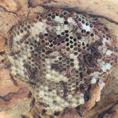 Polistes (Polistella) humilis (Common Paper Wasp) at Splitters Creek, NSW - 19 Feb 2021 by Kyliegw
