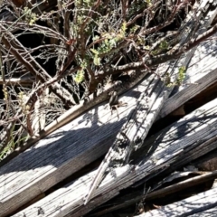 Liopholis whitii (White's Skink) at Bimberi Nature Reserve - 20 Feb 2021 by KMcCue