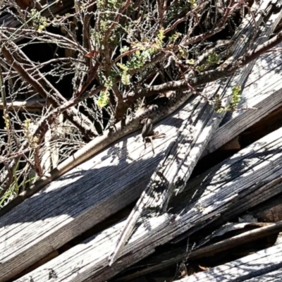 Liopholis whitii (White's Skink) at Bimberi Nature Reserve - 20 Feb 2021 by KMcCue