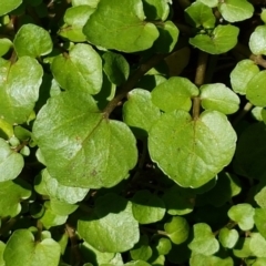 Rorippa nasturtium-aquaticum (Watercress) at Greenway, ACT - 20 Feb 2021 by tpreston