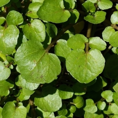 Rorippa nasturtium-aquaticum (Watercress) at Greenway, ACT - 20 Feb 2021 by trevorpreston