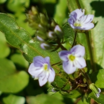 Veronica anagallis-aquatica (Blue Water Speedwell) at Greenway, ACT - 20 Feb 2021 by tpreston