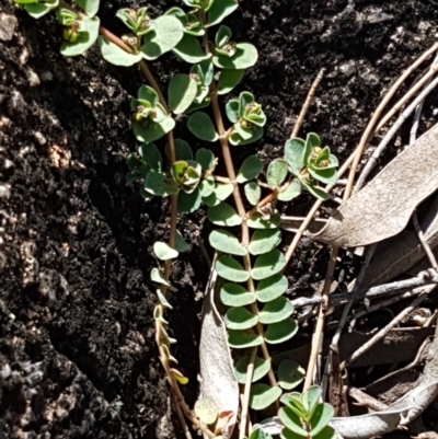 Euphorbia dallachyana (Mat Spurge, Caustic Weed) at Pine Island to Point Hut - 20 Feb 2021 by tpreston