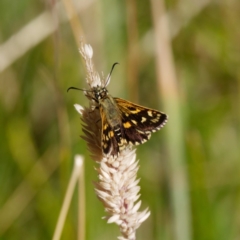 Hesperilla munionga (Alpine Sedge-Skipper) at Mount Clear, ACT - 19 Feb 2021 by DPRees125