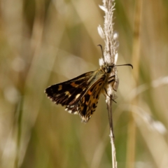 Hesperilla munionga at Mount Clear, ACT - 19 Feb 2021