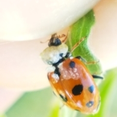 Hippodamia variegata (Spotted Amber Ladybird) at Pine Island to Point Hut - 20 Feb 2021 by tpreston