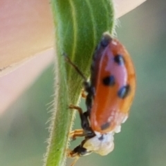 Hippodamia variegata at Greenway, ACT - 20 Feb 2021