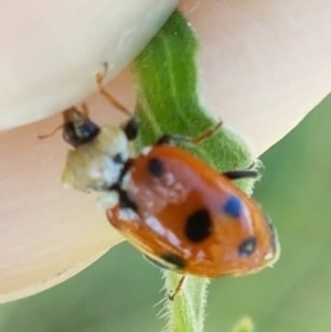 Hippodamia variegata at Greenway, ACT - 20 Feb 2021