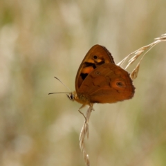 Heteronympha penelope at Mount Clear, ACT - 19 Feb 2021 01:04 PM