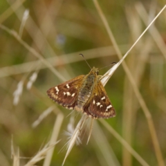 Atkinsia dominula (Two-brand grass-skipper) at Mount Clear, ACT - 19 Feb 2021 by DPRees125