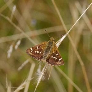 Atkinsia dominula at Mount Clear, ACT - suppressed