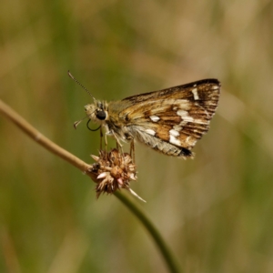 Atkinsia dominula at Mount Clear, ACT - suppressed