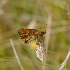 Atkinsia dominula at Mount Clear, ACT - suppressed