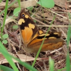Heteronympha merope (Common Brown Butterfly) at Jerrabomberra Wetlands - 19 Feb 2021 by RodDeb