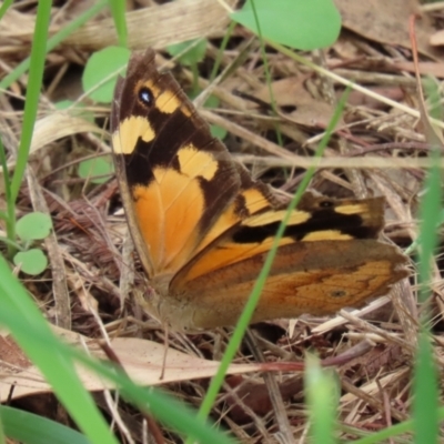 Heteronympha merope (Common Brown Butterfly) at Fyshwick, ACT - 19 Feb 2021 by RodDeb