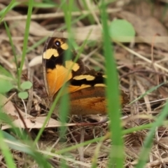 Heteronympha merope at Fyshwick, ACT - 19 Feb 2021 01:59 PM