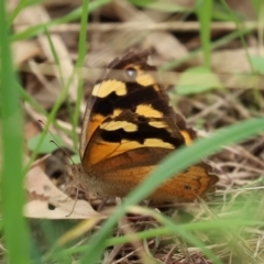 Heteronympha merope at Fyshwick, ACT - 19 Feb 2021 01:59 PM