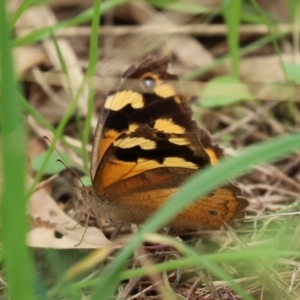 Heteronympha merope at Fyshwick, ACT - 19 Feb 2021 01:59 PM