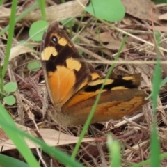 Heteronympha merope at Fyshwick, ACT - 19 Feb 2021 01:59 PM