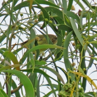 Acanthiza nana (Yellow Thornbill) at Fyshwick, ACT - 19 Feb 2021 by RodDeb