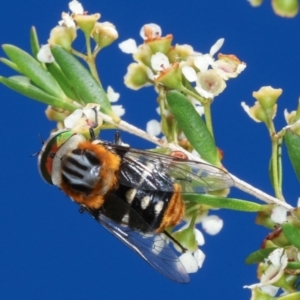 Scaptia (Scaptia) auriflua at Dunlop, ACT - 19 Feb 2021