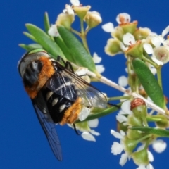 Scaptia (Scaptia) auriflua at Dunlop, ACT - 19 Feb 2021