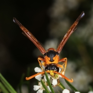 Delta bicinctum at Dunlop, ACT - 19 Feb 2021