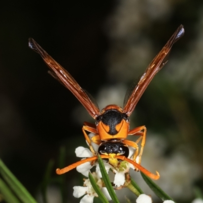 Delta bicinctum (Potter wasp) at Dunlop, ACT - 19 Feb 2021 by kasiaaus