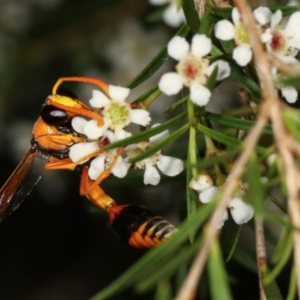 Delta bicinctum at Dunlop, ACT - 19 Feb 2021