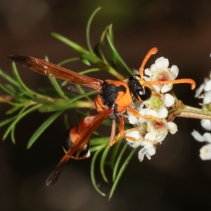 Delta bicinctum at Dunlop, ACT - 19 Feb 2021