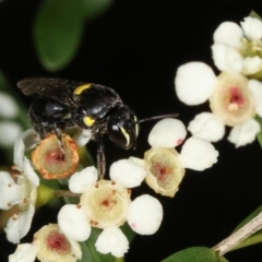 Hylaeus (Hylaeorhiza) nubilosus at Dunlop, ACT - 19 Feb 2021