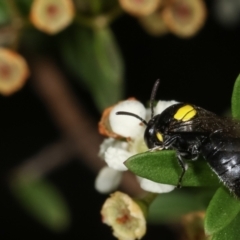 Hylaeus (Hylaeorhiza) nubilosus at Dunlop, ACT - 19 Feb 2021