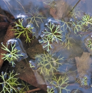 Ranunculus inundatus at Currawang, NSW - suppressed